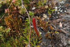 Drosera murfetii