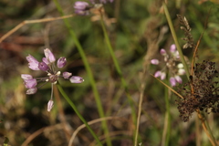 Allium rubens