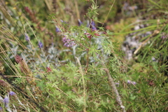 Geranium sanguineum