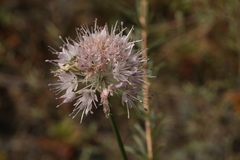 Allium clathratum