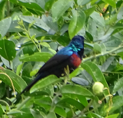 Cinnyris erythrocercus