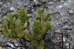 Eucalyptus vernicosa