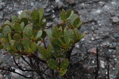 Eucalyptus vernicosa