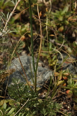 Allium clathratum