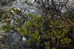 Eucalyptus vernicosa