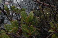 Eucalyptus vernicosa