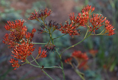Haemodorum coccineum