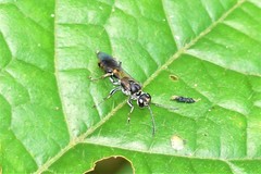 Lyroda