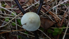 Stropharia inuncta