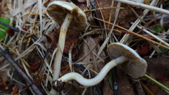 Stropharia inuncta