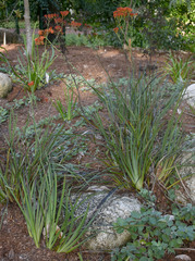 Haemodorum coccineum