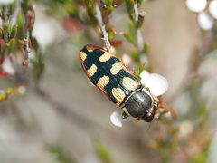 Castiarina pallidiventris