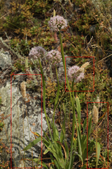 Melica transsilvanica