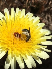 Andrena olivacea