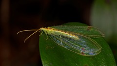 Norfolius howensis