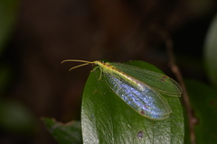 Norfolius howensis