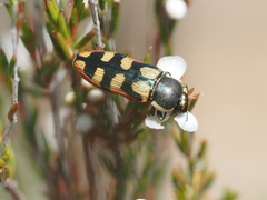 Castiarina pallidiventris