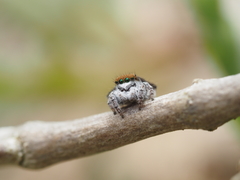 Maratus albus