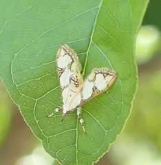Cirrhochrista kosemponialis