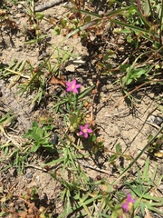 Centaurium pulchellum