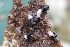 Homotrigona apicalis