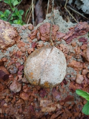 Anemopaegma arvense