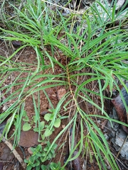 Anemopaegma arvense