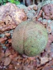Anemopaegma arvense