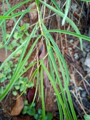 Anemopaegma arvense