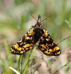 Eurranthis plummistaria