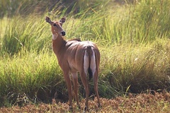 Boselaphus tragocamelus