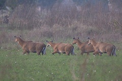 Boselaphus tragocamelus