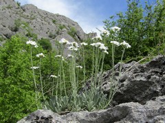 Achillea ageratifolia