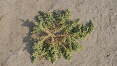 Bienertia cycloptera