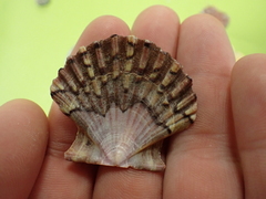 Pecten jacobaeus