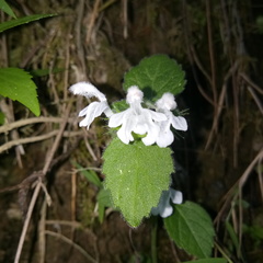 Leucas decemdentata
