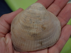 Glycymeris nummaria