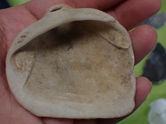 Glycymeris nummaria
