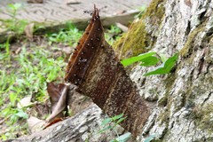 Homotrigona apicalis