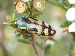 Castiarina adelaidae