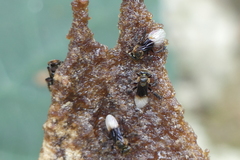 Homotrigona apicalis