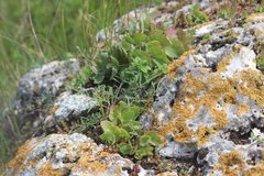 Hylotelephium maximum ruprechtii