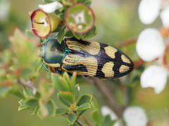 Castiarina adelaidae