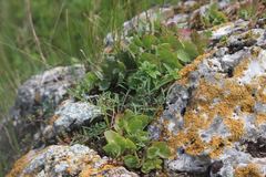 Hylotelephium maximum ruprechtii