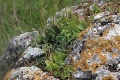 Hylotelephium maximum ruprechtii