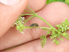 Astylus tucumanensis