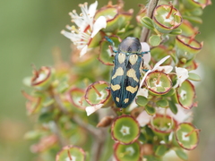 Castiarina adelaidae