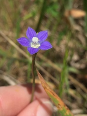 Wahlenbergia multicaulis