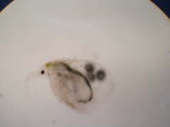 Simocephalus vetulus