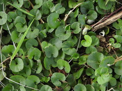 Dichondra microcalyx